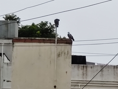 Columba livia domestica