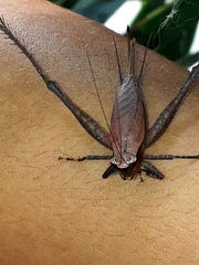 Ensifera