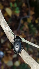 Pachycarabus