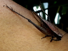 Ensifera