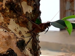 Ensifera
