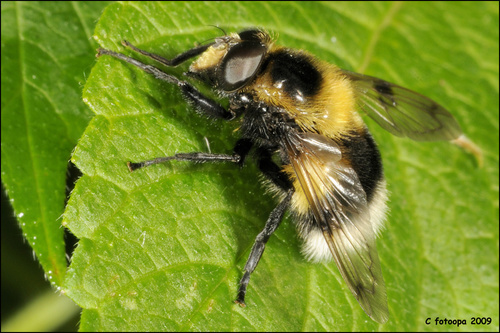 Bumble Bee Hover Fly