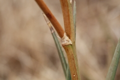 Aloe pienaarii
