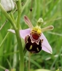 Ophrys apifera aurita