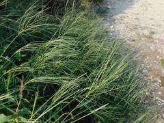 Poaceae