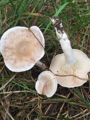 Clitocybe coniferophila