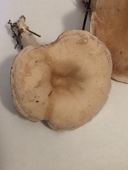 Clitocybe coniferophila