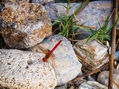 Sympetrum fonscolombii