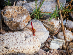 Sympetrum fonscolombii