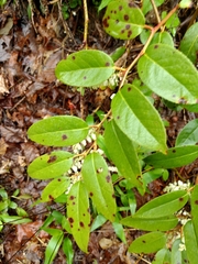 Leucothoe