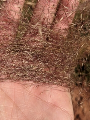 Muhlenbergia torreyi