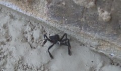 Apiomerus longispinis