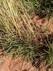 Muhlenbergia torreyi