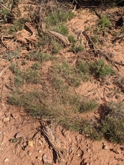 Muhlenbergia torreyi