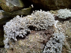 Stereocaulon vesuvianum