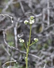 Cryptantha utahensis