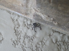 Apiomerus longispinis