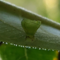 Caryomyia flaticrustum