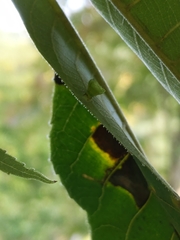 Caryomyia flaticrustum