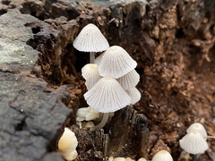 Coprinellus