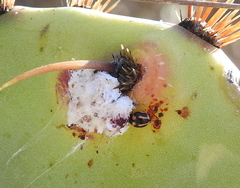 Hyperaspis trifurcata