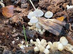 Coprinellus