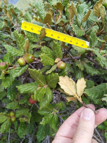 Quercus alpescens