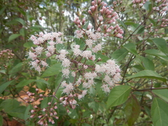 Ageratina ligustrina