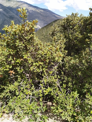 Quercus alpescens