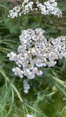 Achillea millefolium