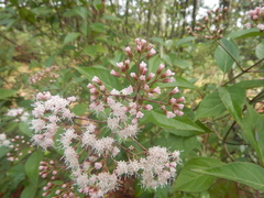 Ageratina ligustrina