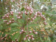 Ageratina ligustrina