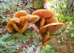 Armillaria luteobubalina