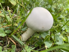 Leucoagaricus leucothites