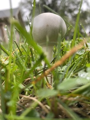 Leucoagaricus leucothites