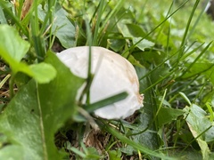 Leucoagaricus leucothites