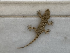 Tarentola mauritanica