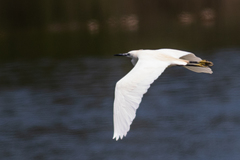 Egretta garzetta