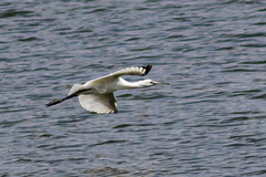 Platalea leucorodia