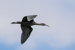 Plegadis falcinellus