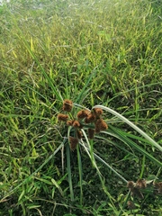 Cyperus ligularis