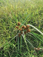 Cyperus ligularis