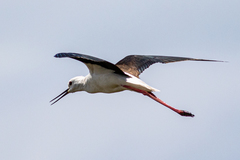 Himantopus himantopus