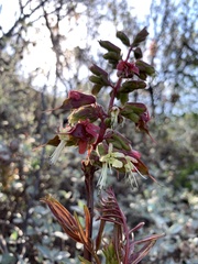 Erythrophysa transvaalensis