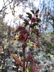 Erythrophysa transvaalensis