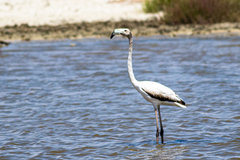 Phoenicopterus roseus