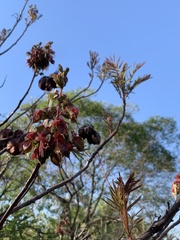 Erythrophysa transvaalensis