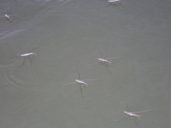Aquarius adelaidis