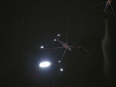 Aquarius adelaidis