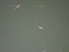 Aquarius adelaidis